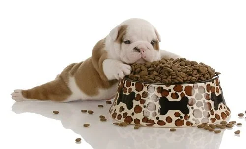 French Bulldog medications