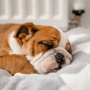 bulldog puppy for sale