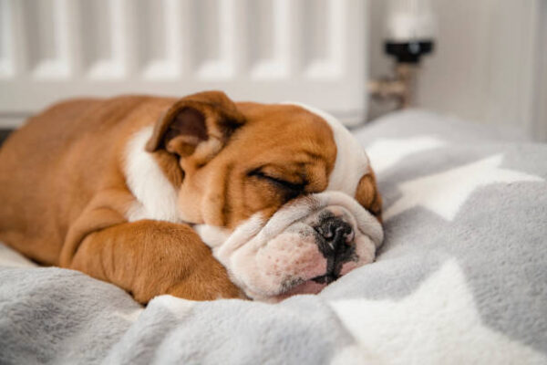 bulldog puppy for sale